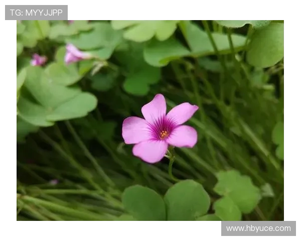 围绕火烧云全集展现家国使命与人性抉择的年代传奇大剧 围绕火烧云全集展现家国使命与人性抉择的年代传奇大剧